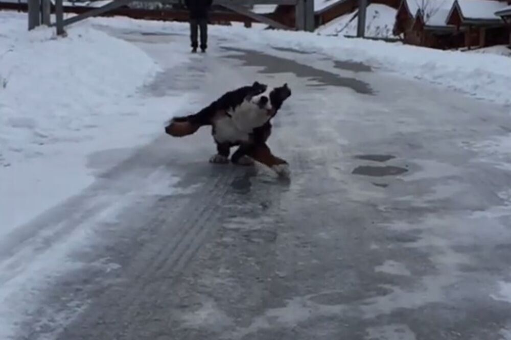 pas na snijegu, Foto: Instagram