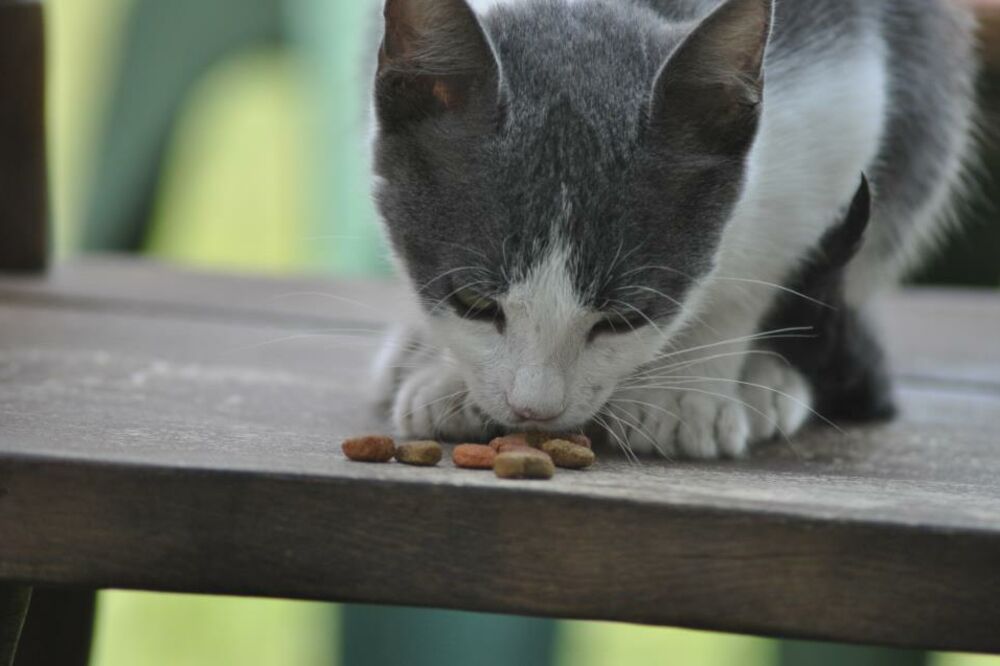 Mačka Silvija, Foto: Leković Milika