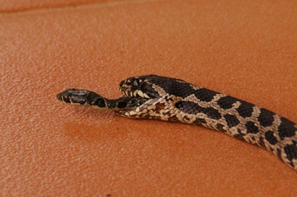 Zmija pojela zmiju, Foto: Dik Mulder