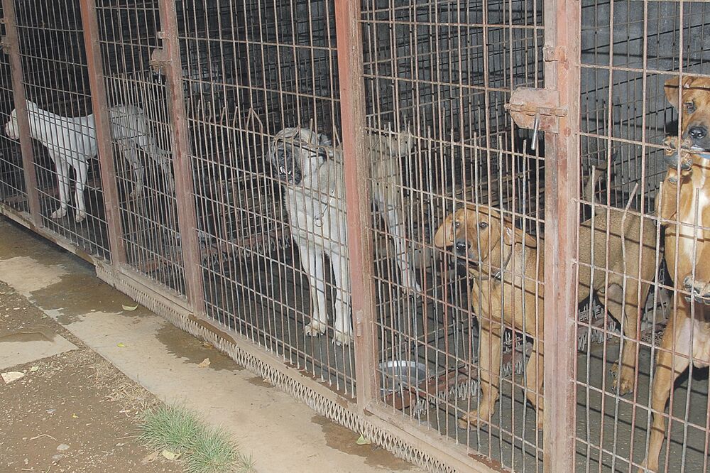 Sklonište za napuštene pse Konik, Foto: Zoran Đurić