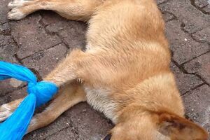 Bar: Pokrenuta inicijativa za hitnu izgradnju skloništa za...