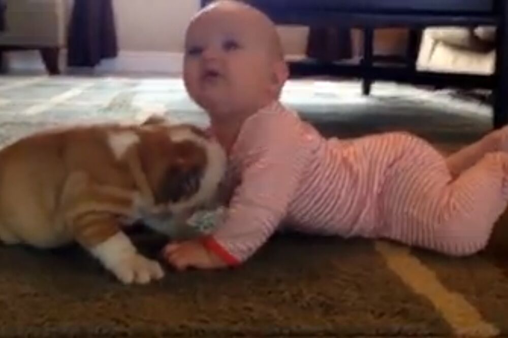 Beba, buldog, Foto: Viralnova