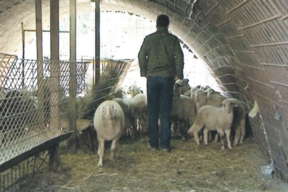 Stočarstvo, Foto: Slavica Kosić