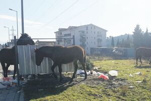 Sutomore: Cakan izbjegao sudar sa konjima
