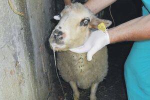 Herceg Novi: Stado ovaca u Mokrinama boluje od "plavog jezika"?