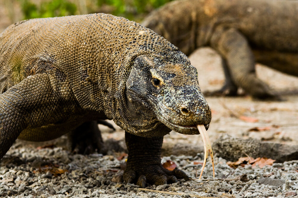 komodo