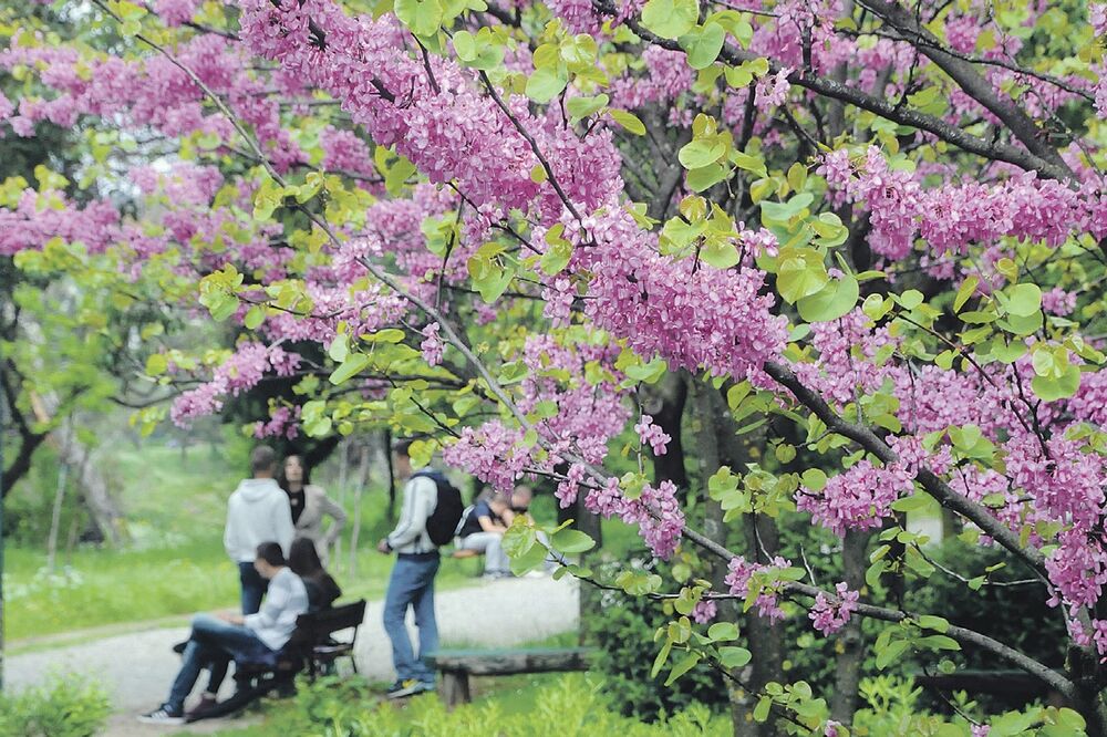 polen, cvijet, Foto: Luka Zeković, cvijet
