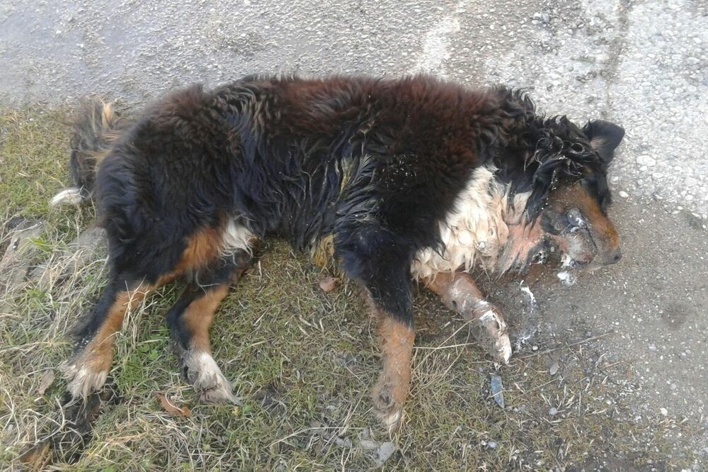 trovanje pasa u Danilovgradu, Foto: Jelena Jovanović