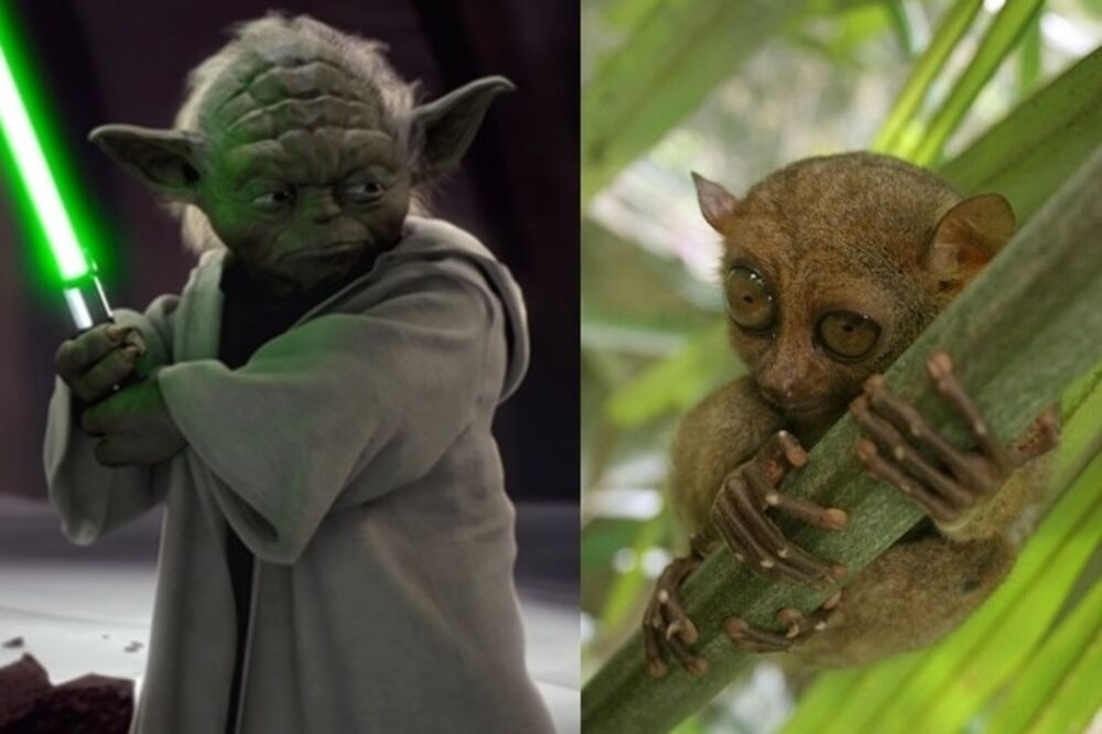 joda, tarsijer, Foto: Wikimedia Commons