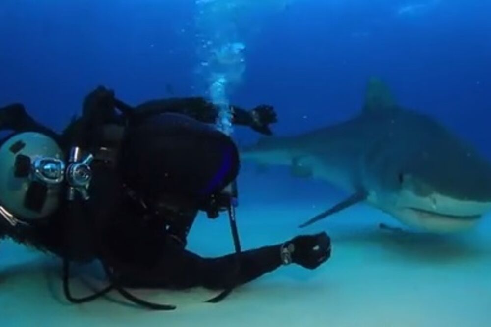 Tarantino, ajkula, Foto: Screenshot (YouTube)