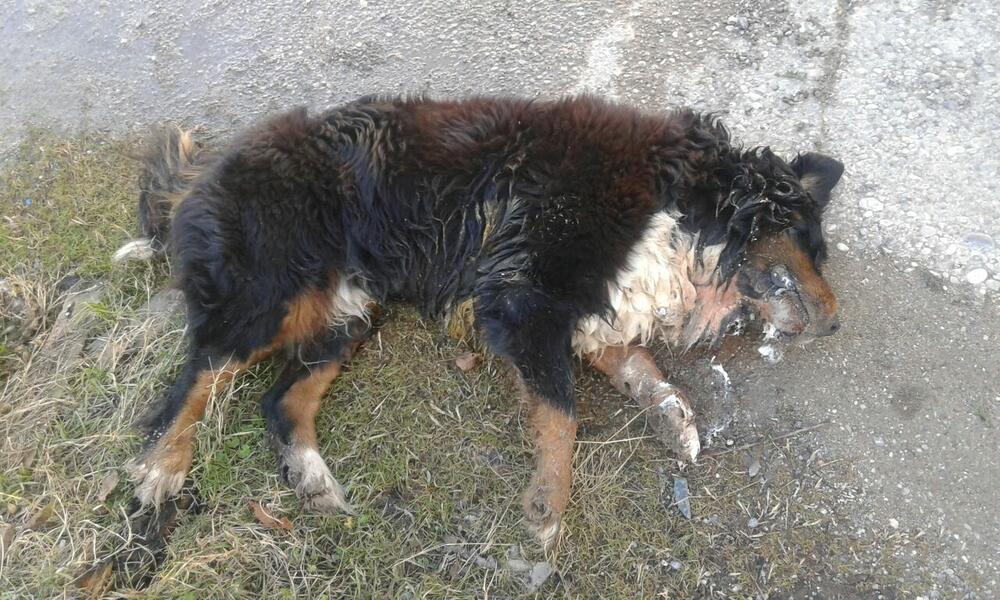 trovanje pasa u Danilovgradu