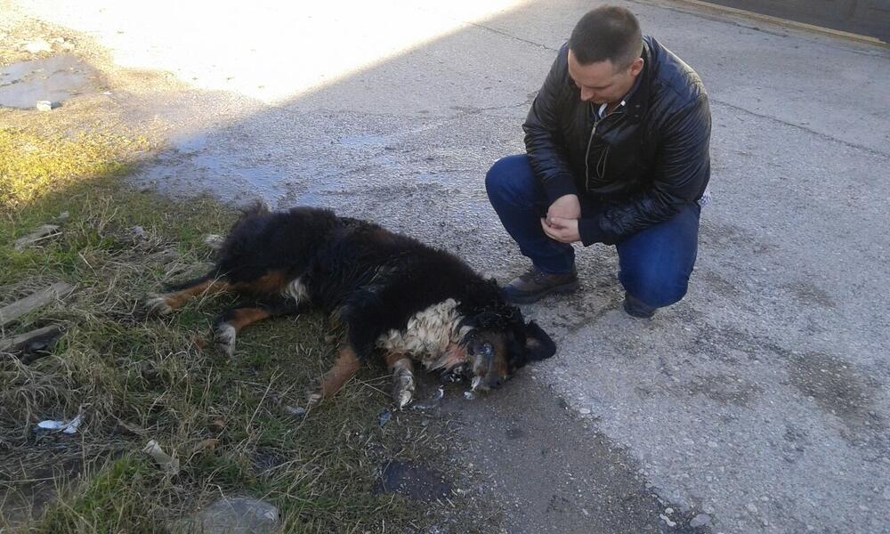trovanje pasa u Danilovgradu