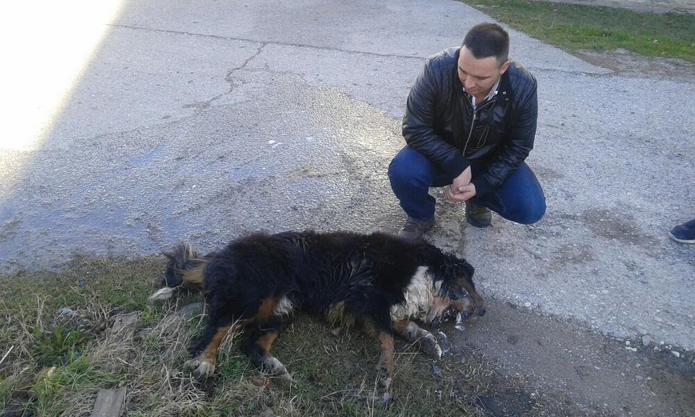 trovanje pasa u Danilovgradu