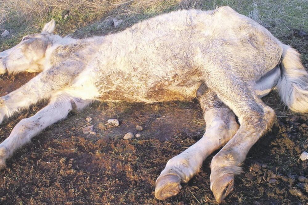 konj u Proleterskoj ulici, Stari aerodrom, Foto: Sanela Cerić