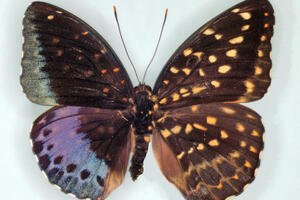 Ovaj leptir je zaista rijedak, on je pola mužjak, pola ženka