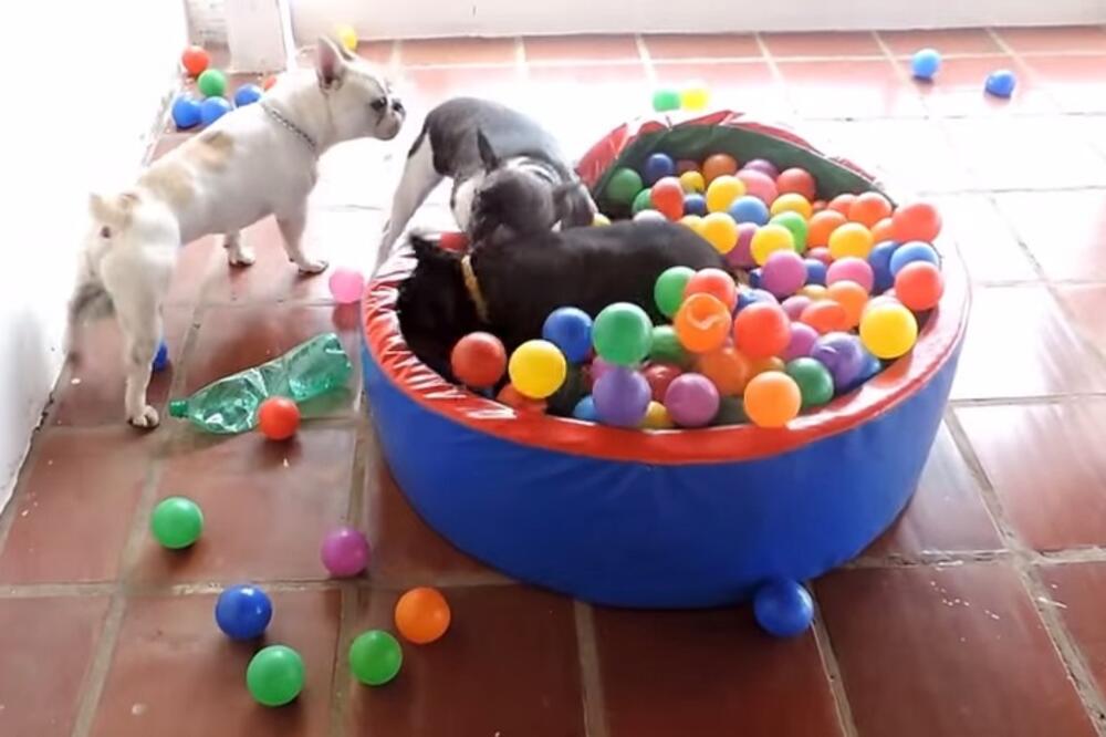 psi, lopte, Foto: Screenshot (YouTube)