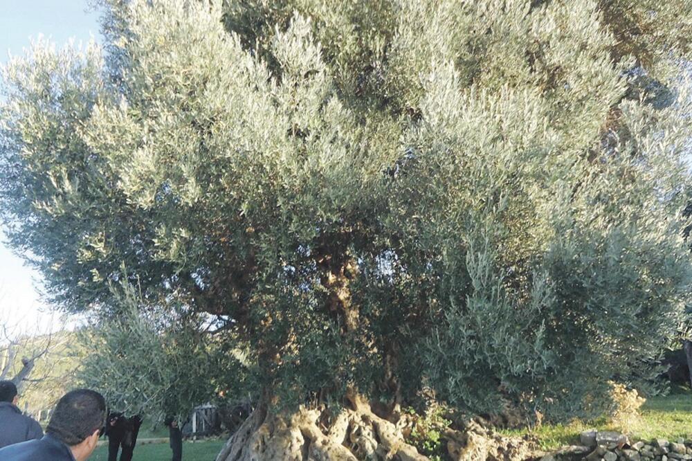 masline, Foto: Radomir Petrić