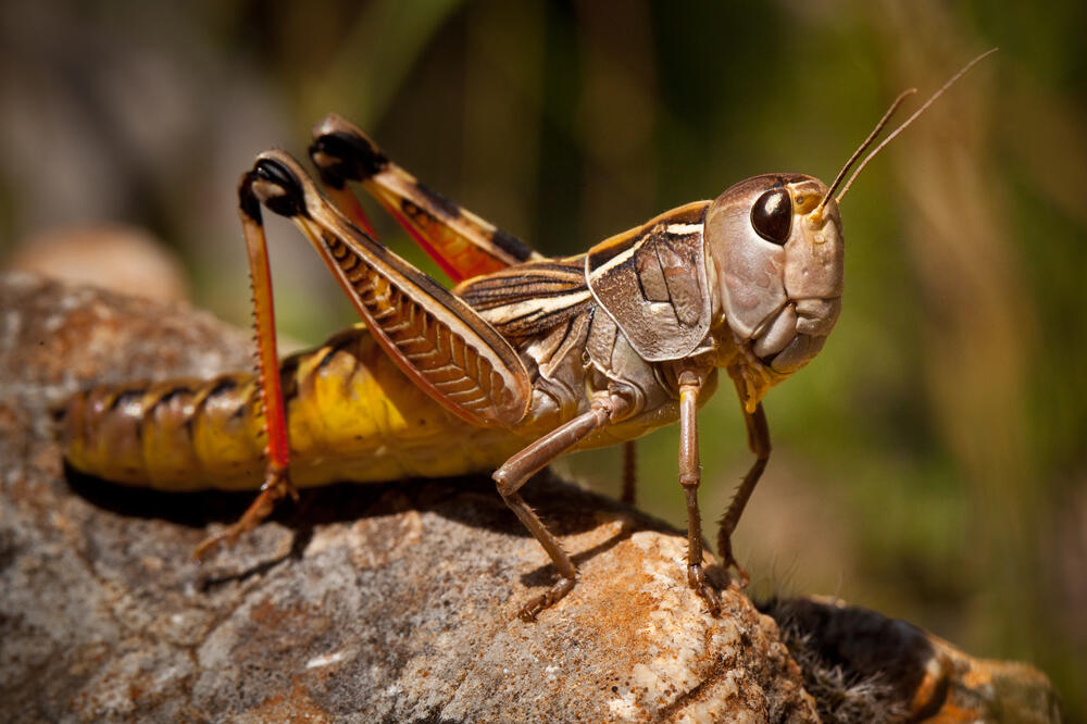 Skakavac, Foto: Shutterstock