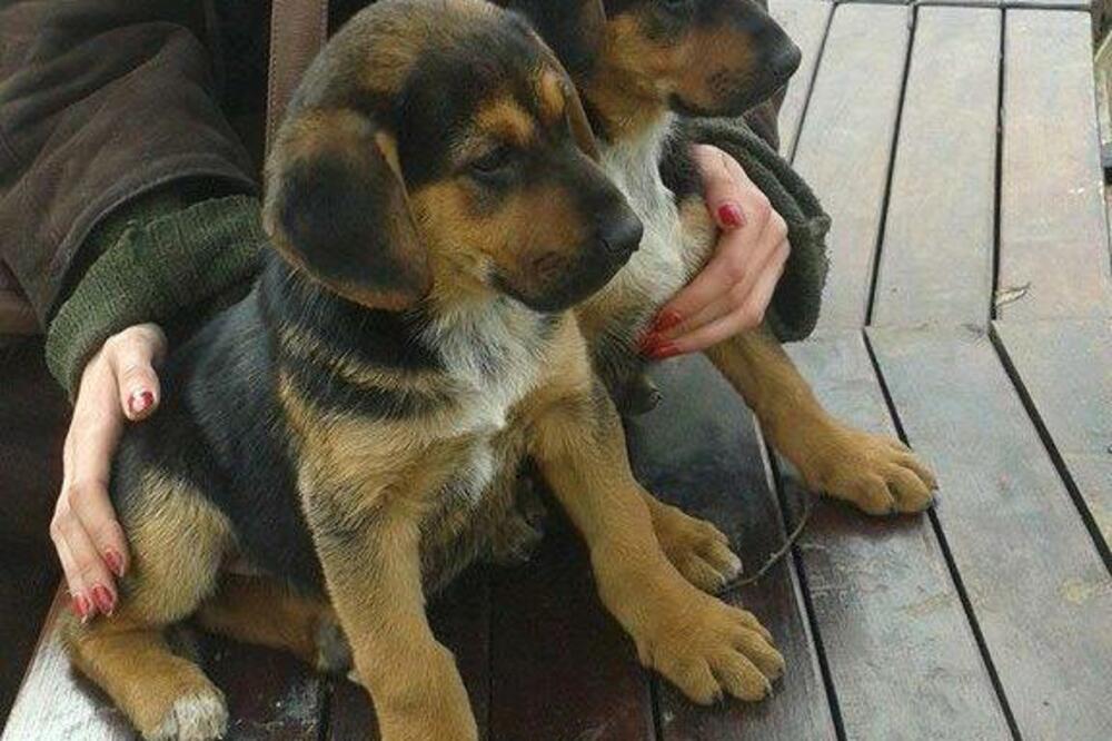 psi lutalice, Foto: Facebook