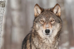 SAD: Posljednji sivi vuk ubijen u Velikom kanjonu?