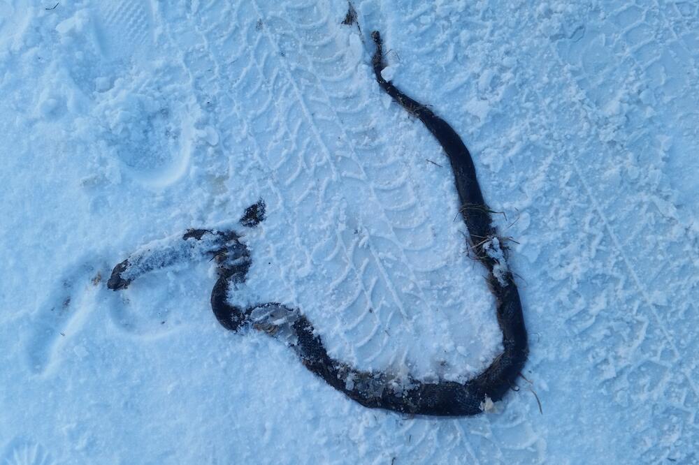 zmija Berane, Foto: Čitalac Vijesti