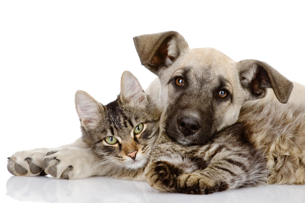 pas i mačka, Foto: Shutterstock