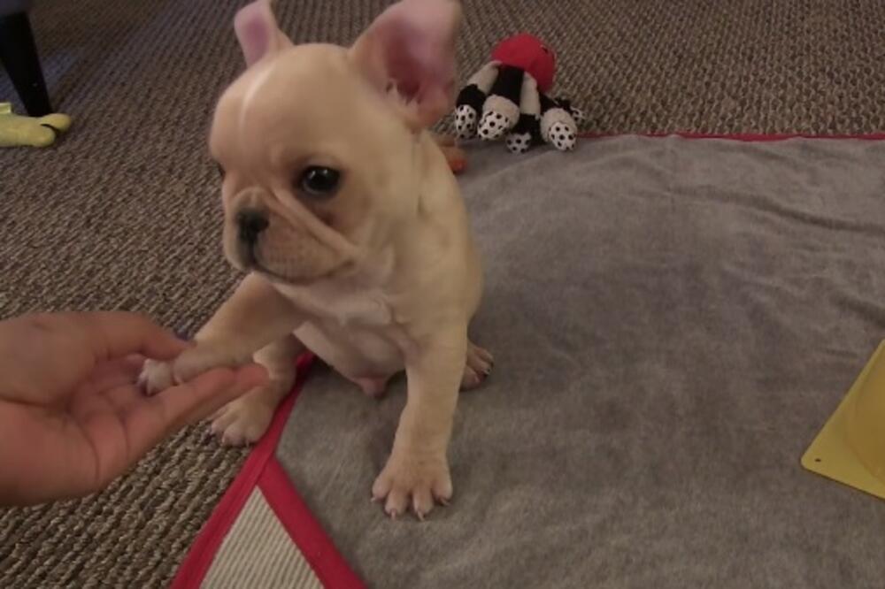 Brodi, Foto: Screenshot (YouTube)