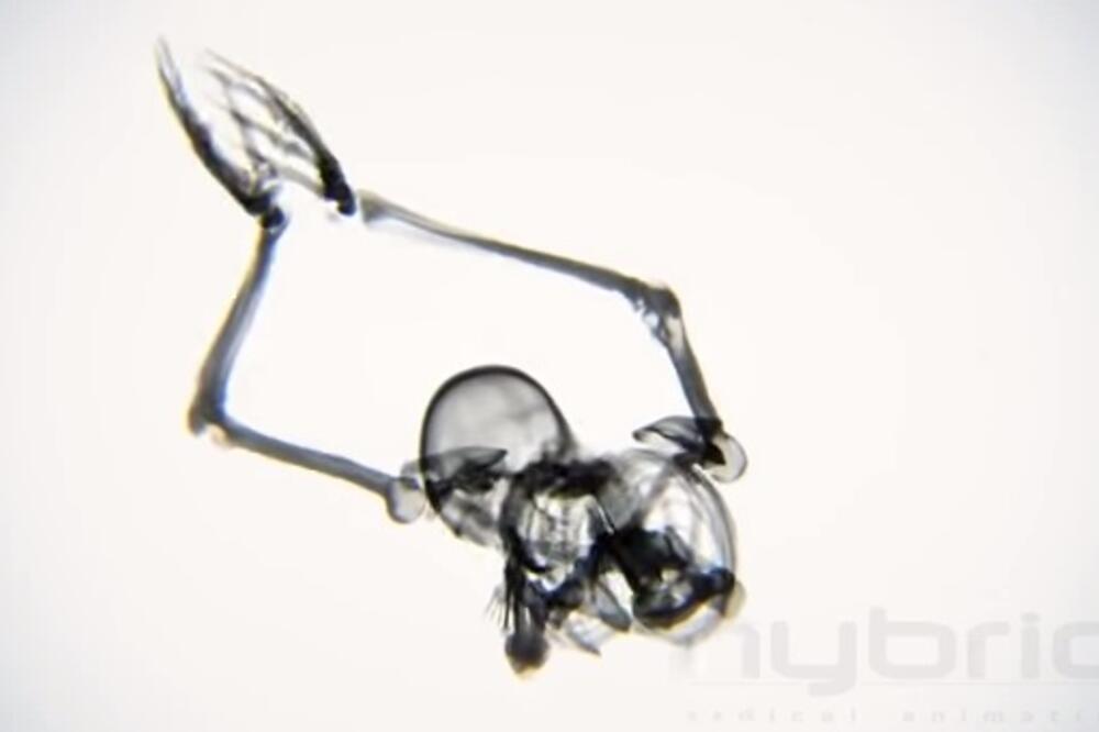 joga, kosti, Foto: Screenshot (YouTube)