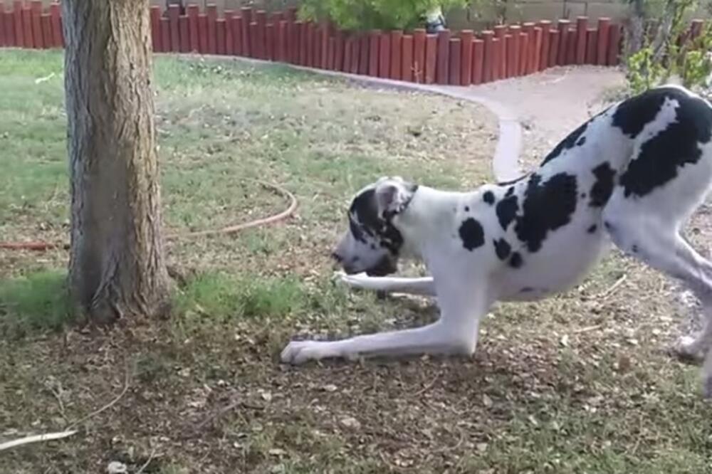 doga, žmurke, Foto: Screenshot (YouTube)