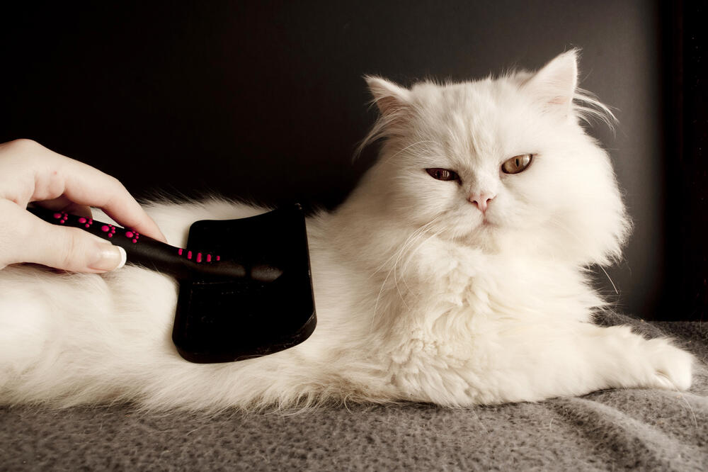 Persijska mačka, Foto: Shutterstock