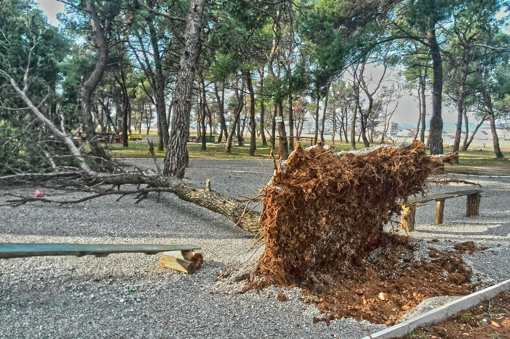 Ćemovsko polje, oboreno stablo, Foto: Damira Kalač