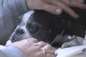 Ovaj pas je preživio pad sa 15. sprata