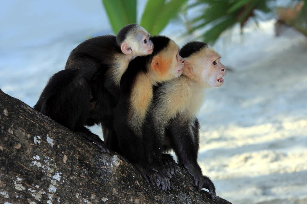 majmuni, Foto: Shutterstock