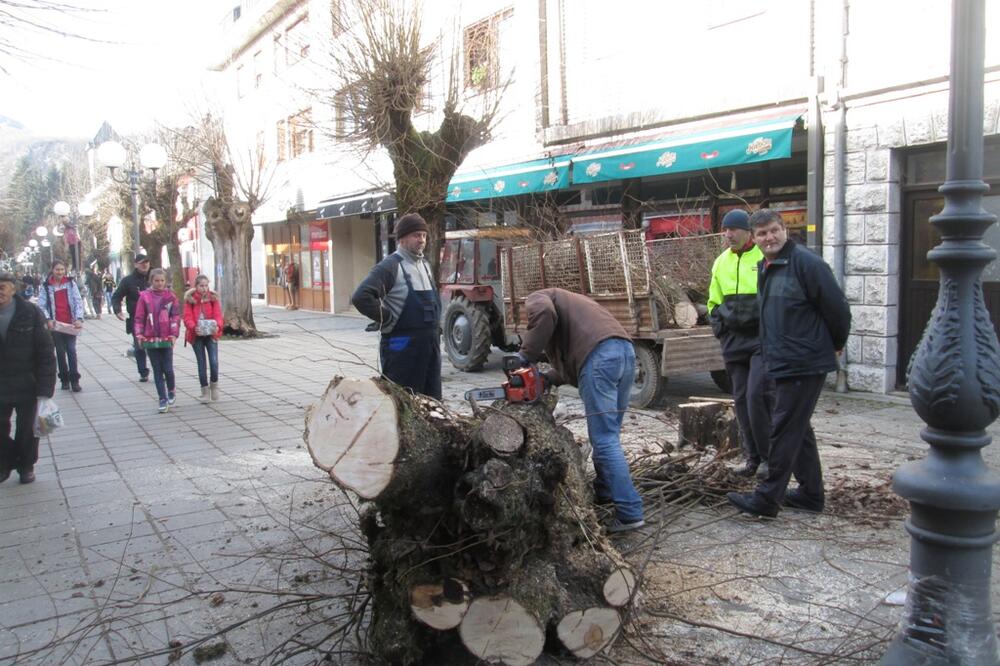 posječena lipa u Kolašinu, Foto: Dragana Šćepanović
