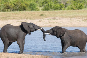 Slonovi pune budžetske rupe u Zimbabveu