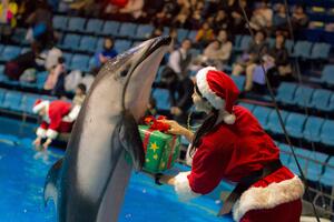 Božićna predstava jednog delfina