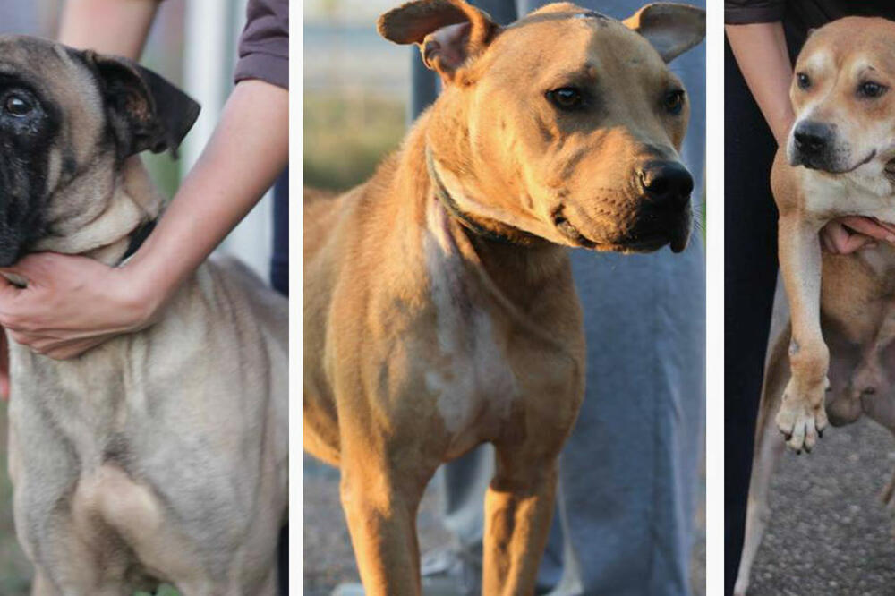 Ruka-šapi, Foto: Vijesti online