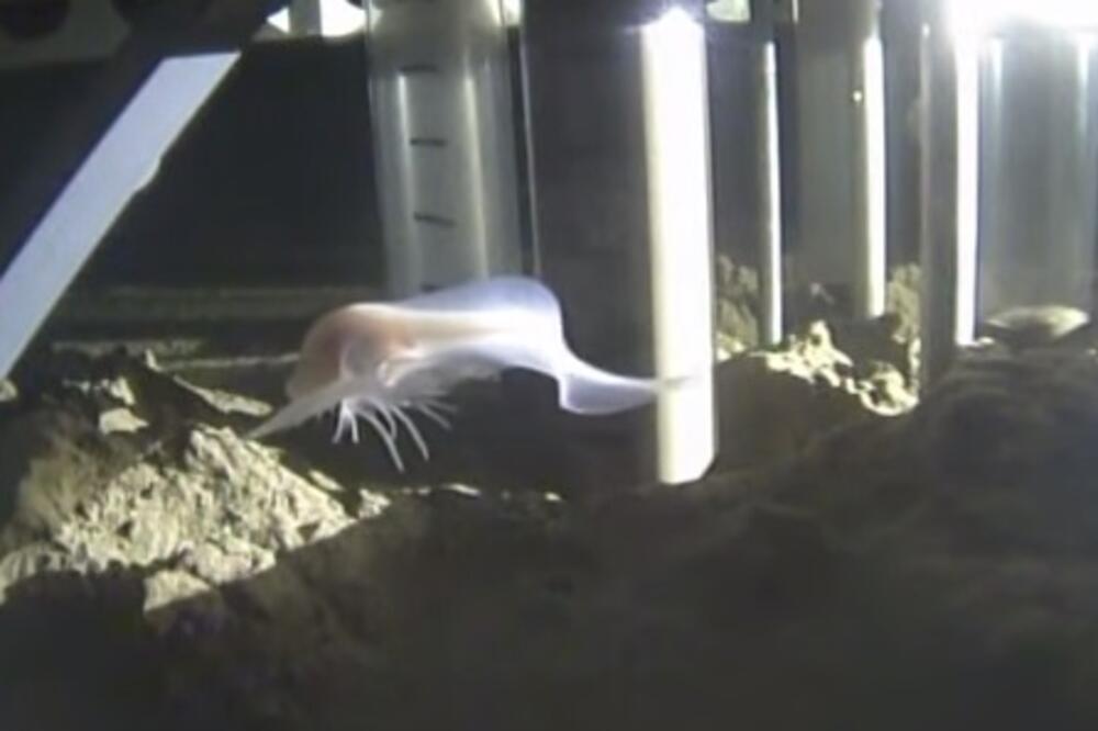 riba duh, Foto: Screenshot (YouTube)