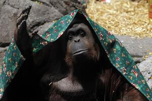 Orangutana sele u prihvatilište?