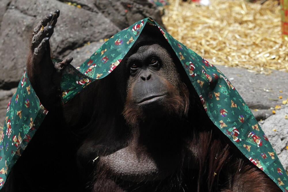 Orangutan, Foto: Reuters
