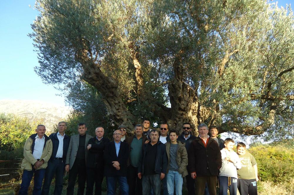 Udruženje maslinara Bar, Foto: Radomir Petrić