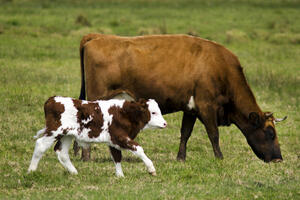 Na koji način krave komuniciraju sa svojim mladuncima