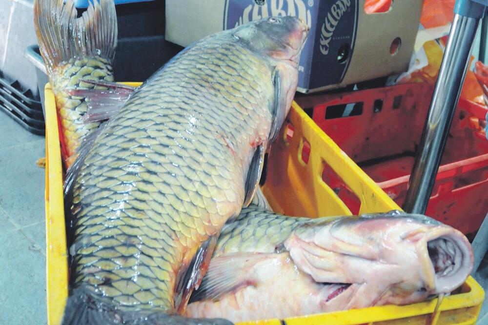 krap, Foto: Luka Zeković