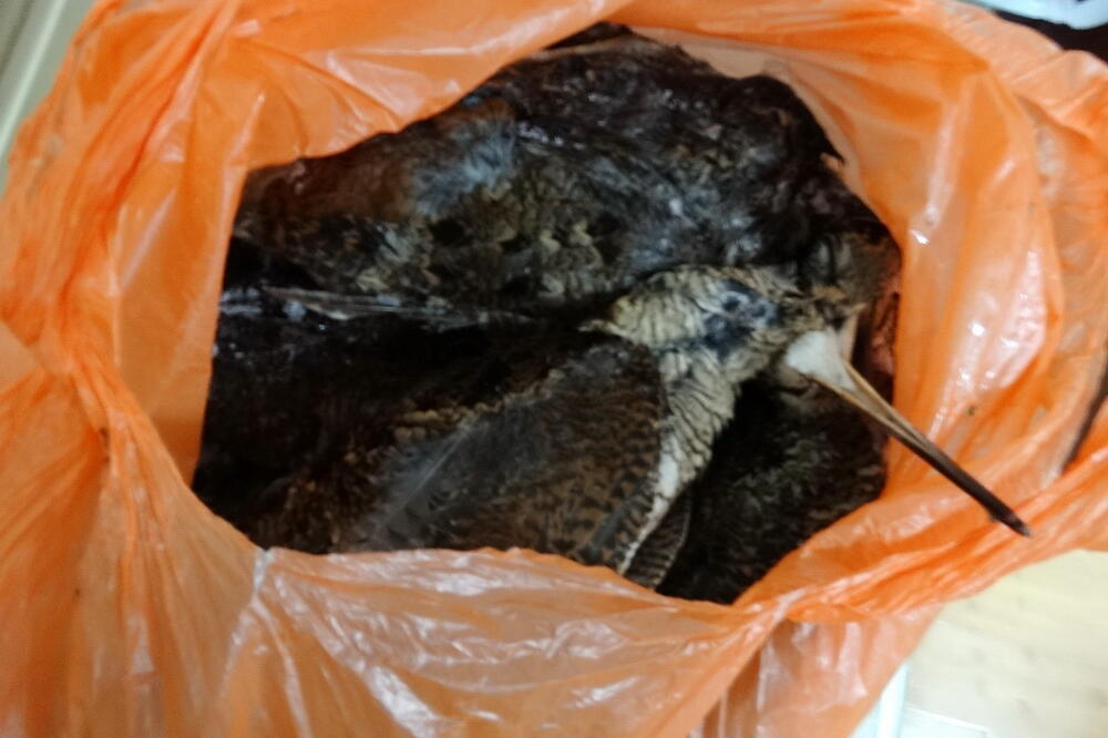 Centar za proučavanje i zaštitu ptica, Foto: Centar za proučavanje i zaštitu ptica