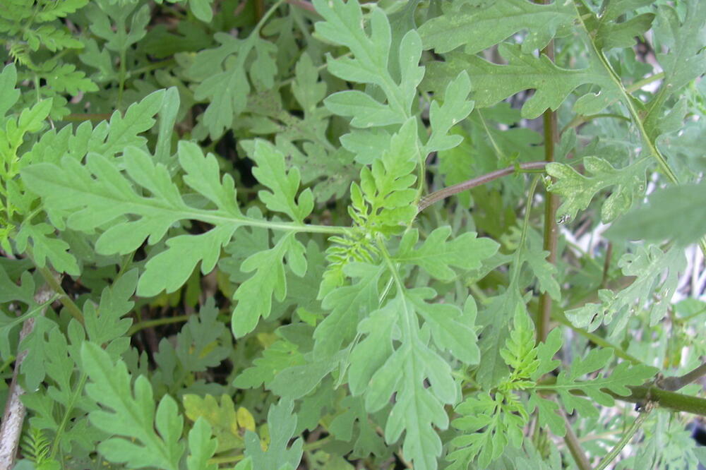 ambrozija, Foto: Wikipedia