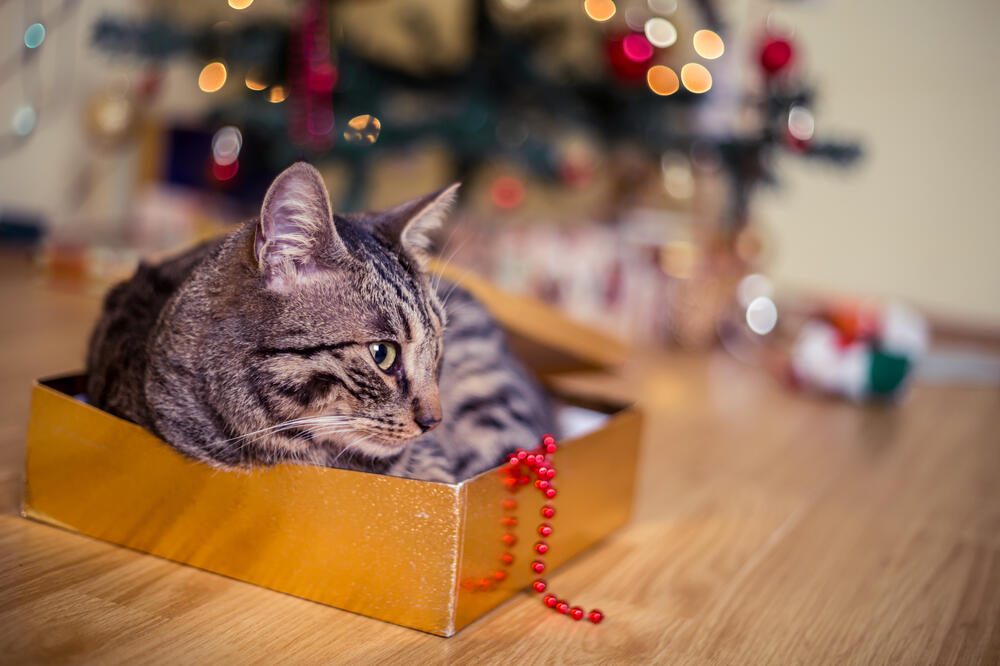 mačka, jelka, Foto: Shutterstock