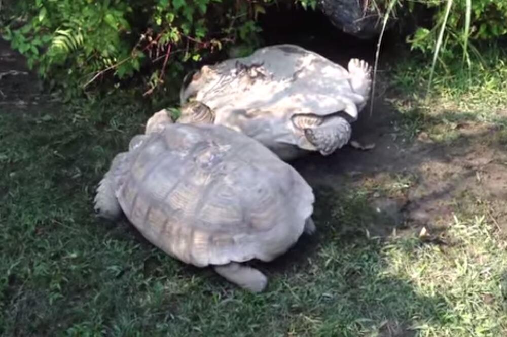 kornjača, Foto: Screenshot