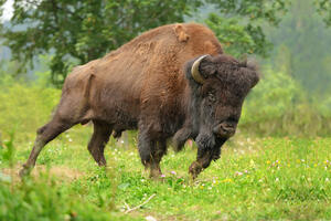 Drugi dan pripreme za tablet: Gdje živi najveća divlja životinja u...