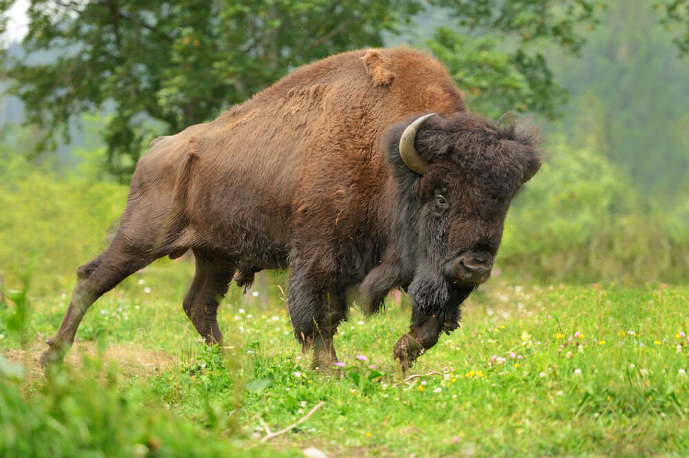 Bizon, Foto: Shutterstock