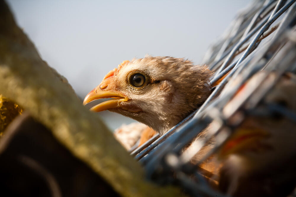 Pile, Foto: Shutterstock